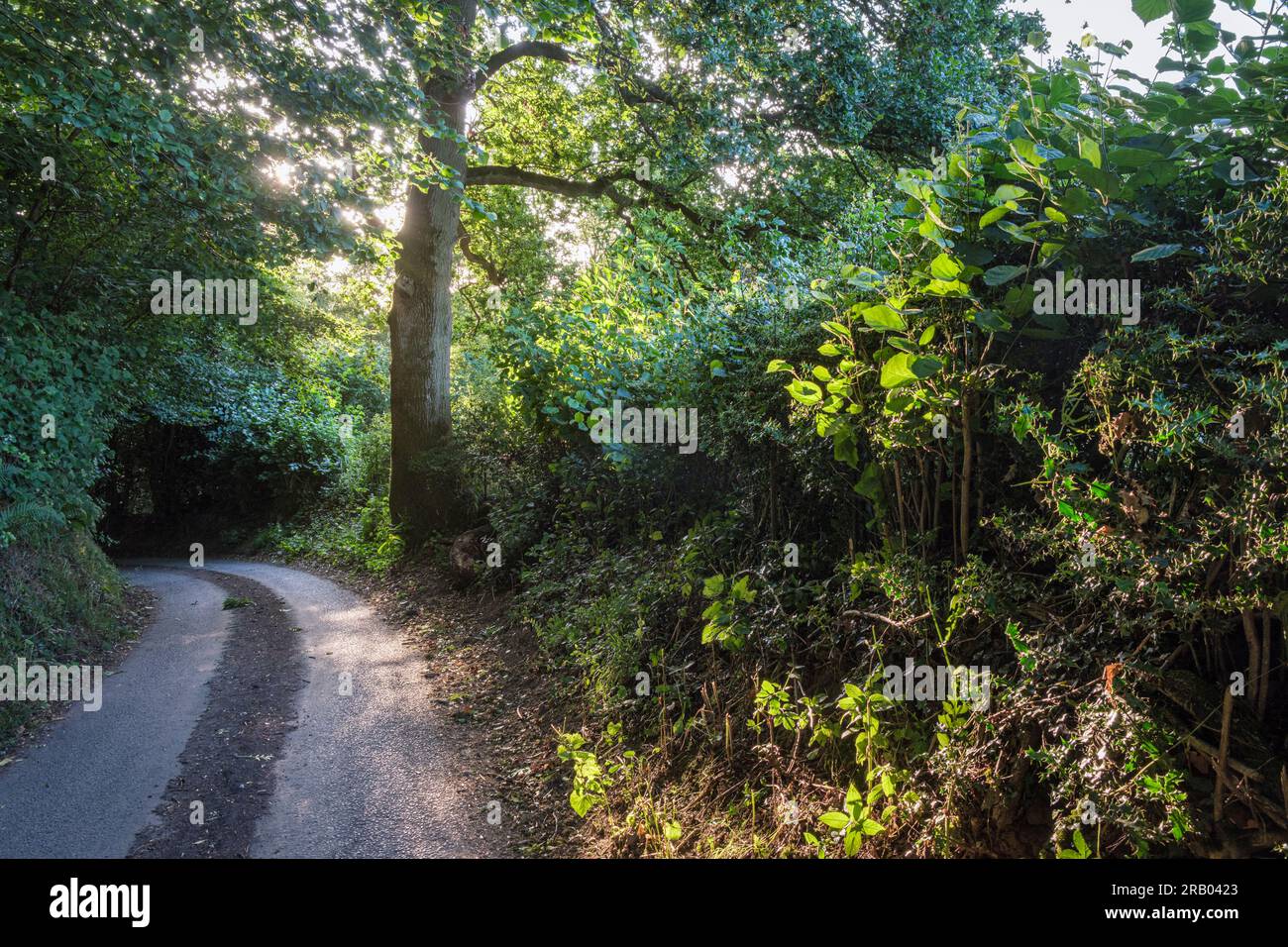 Una tranquilla strada di campagna al sole serale, Comley, vicino a Church Stretton, Shropshire, Inghilterra Foto Stock