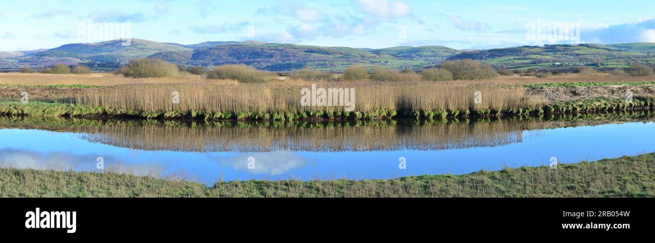 Borth, Ceredigion, Galles, Regno Unito. I letti di canna ai margini dell'Afon Leri/River Leri vicino a Borth, Ceredigion si riflettono nell'acqua morta del fiume in un luminoso giorno di gennaio. IMMAGINE PANORAMICA Foto Stock