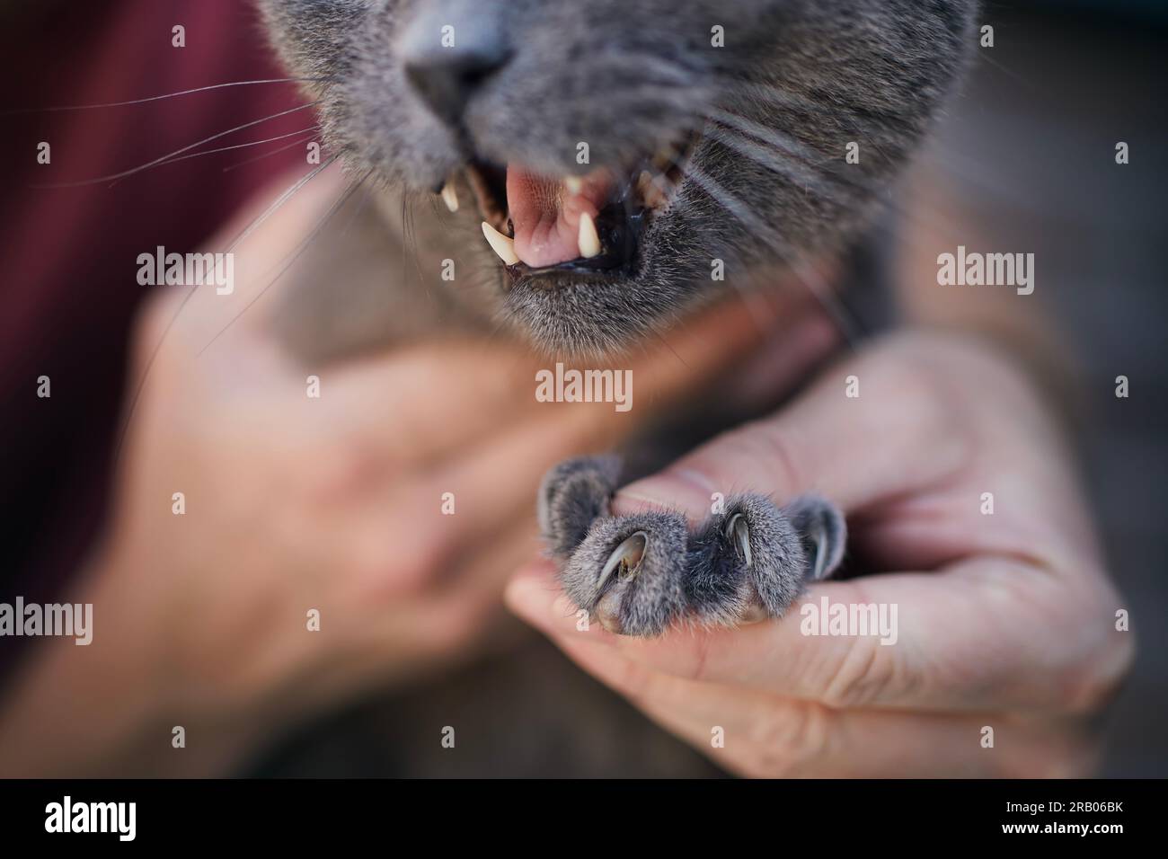 Uomo che tiene in mano il gatto britannico Shorthair che mostra lunghi artigli affilati. Temi animali domestici. Foto Stock