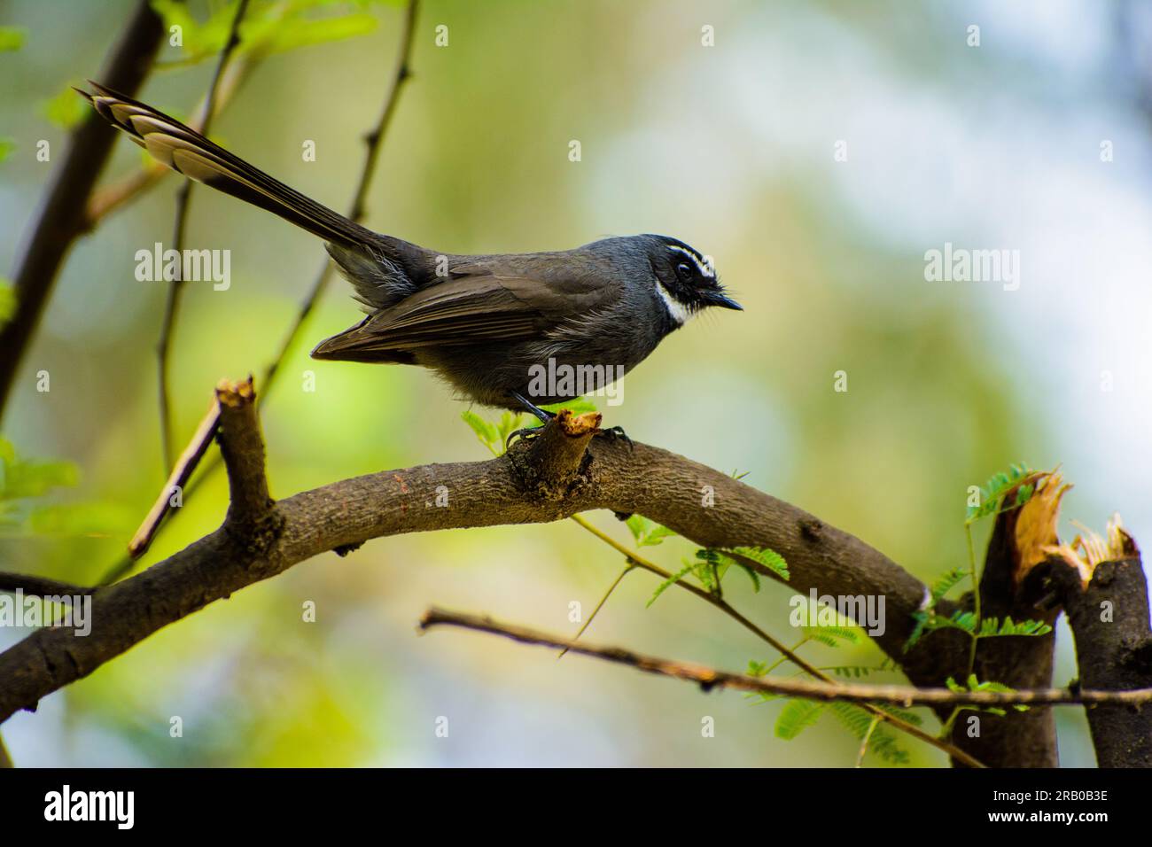 Archetto da collo bianco Fandtail su un ramo esterno Foto Stock