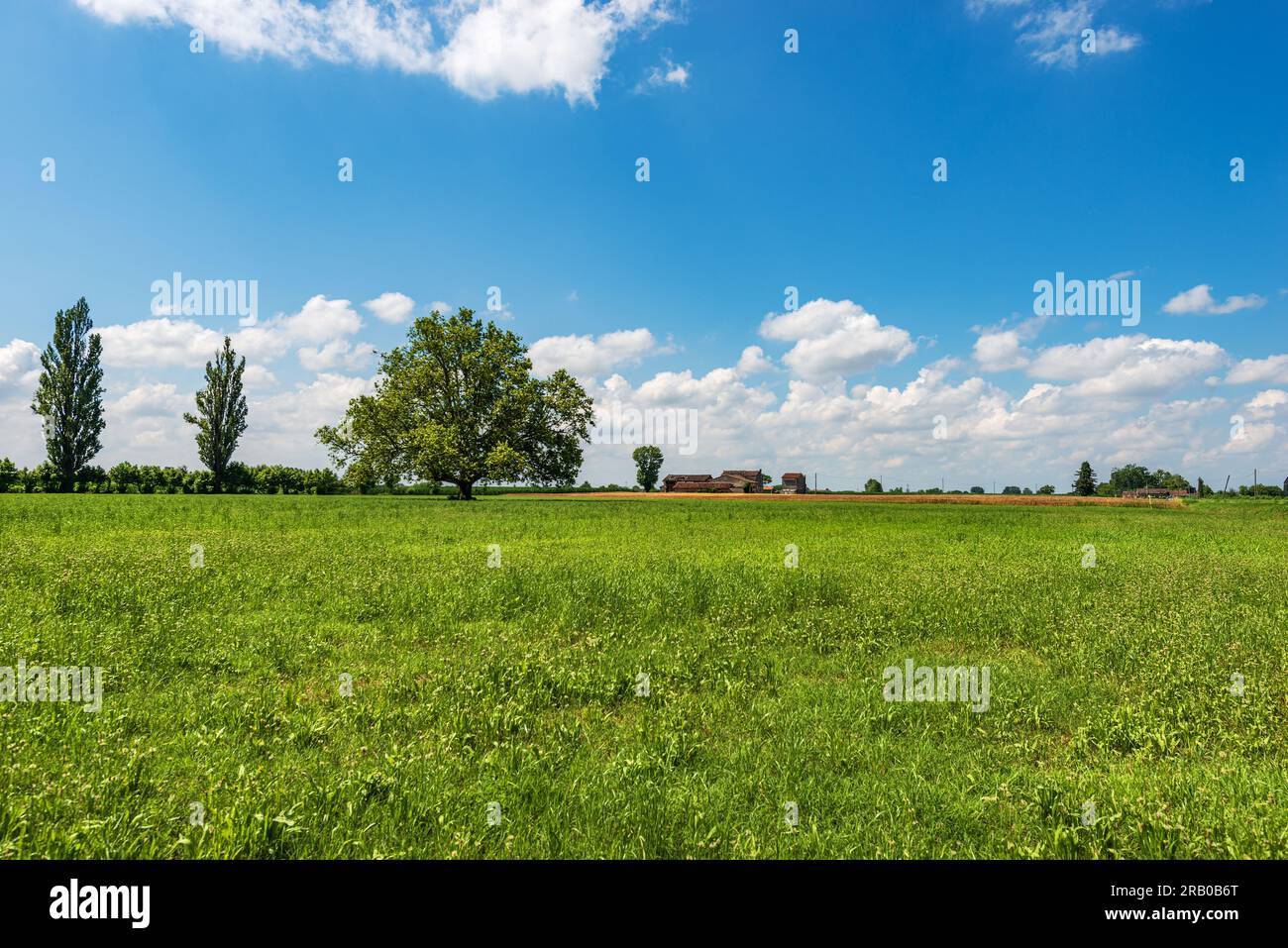 Paesaggio rurale con prato verde e grande albero primaverile, pianura Padana o pianura Padana (Pianura Padana, italiano). Provincia di Mantova, Lombardia, Italia Foto Stock