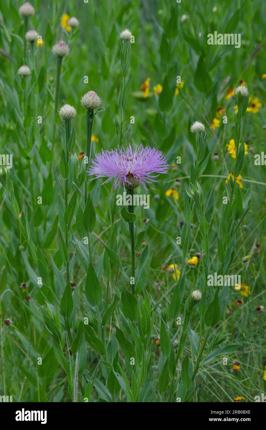 American Starthistle, Plectocephalus americanus Foto Stock
