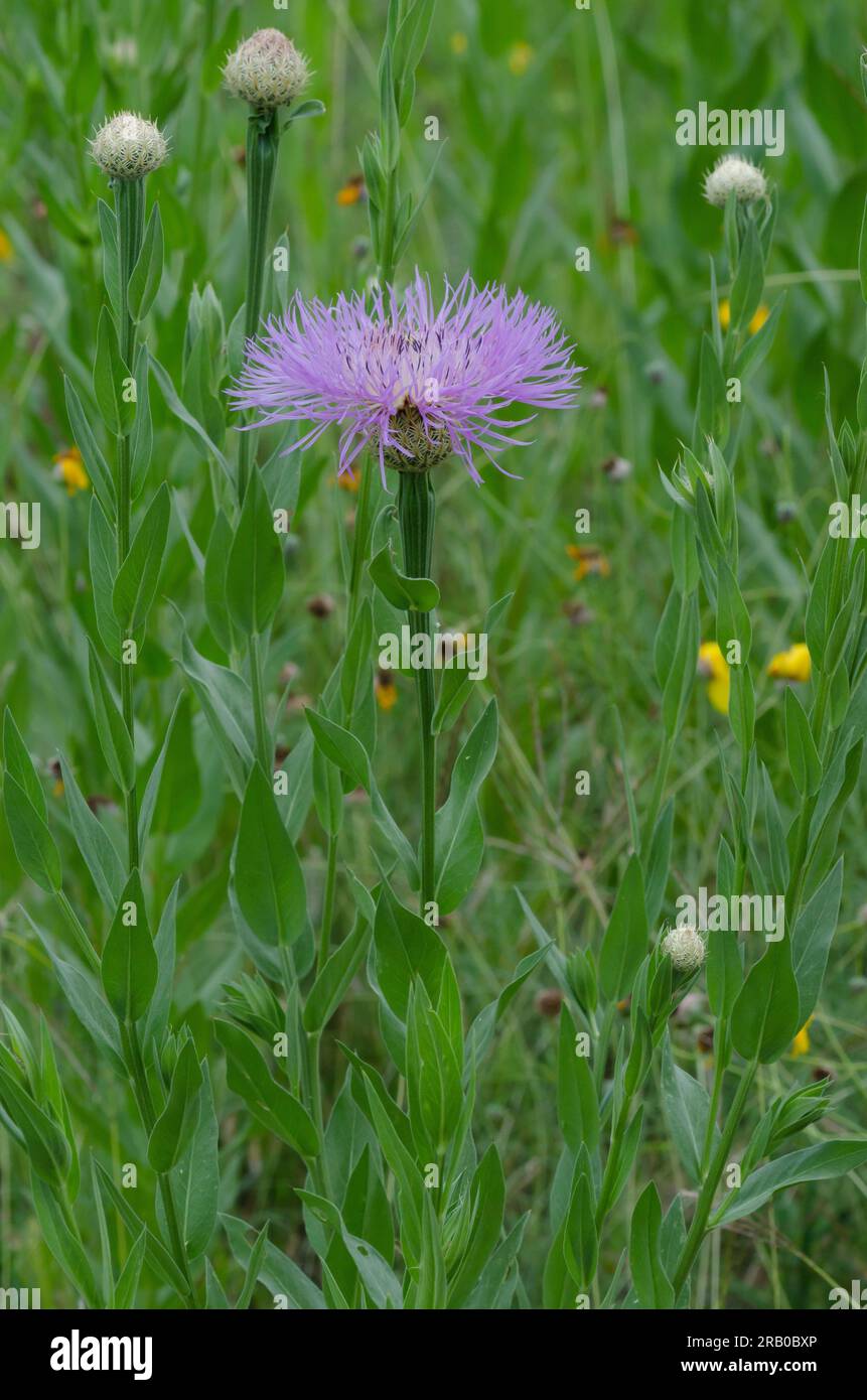 American Starthistle, Plectocephalus americanus Foto Stock