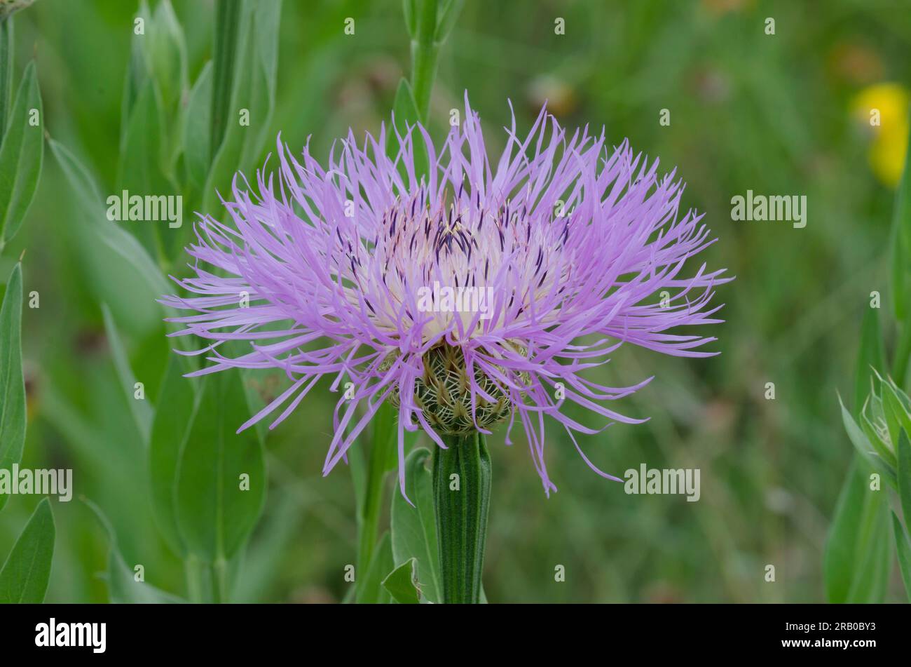 American Starthistle, Plectocephalus americanus Foto Stock