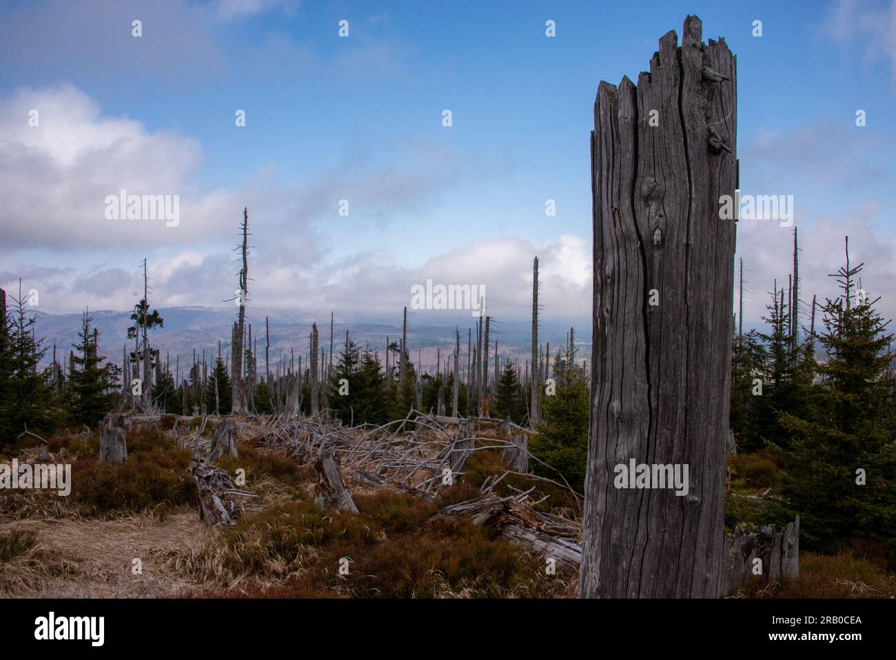 Vista nord dal monte Rachel: Tempeste e piogge acide hanno danneggiato parti della foresta bavarese e ora sono lasciate crescere naturalmente. Foto Stock