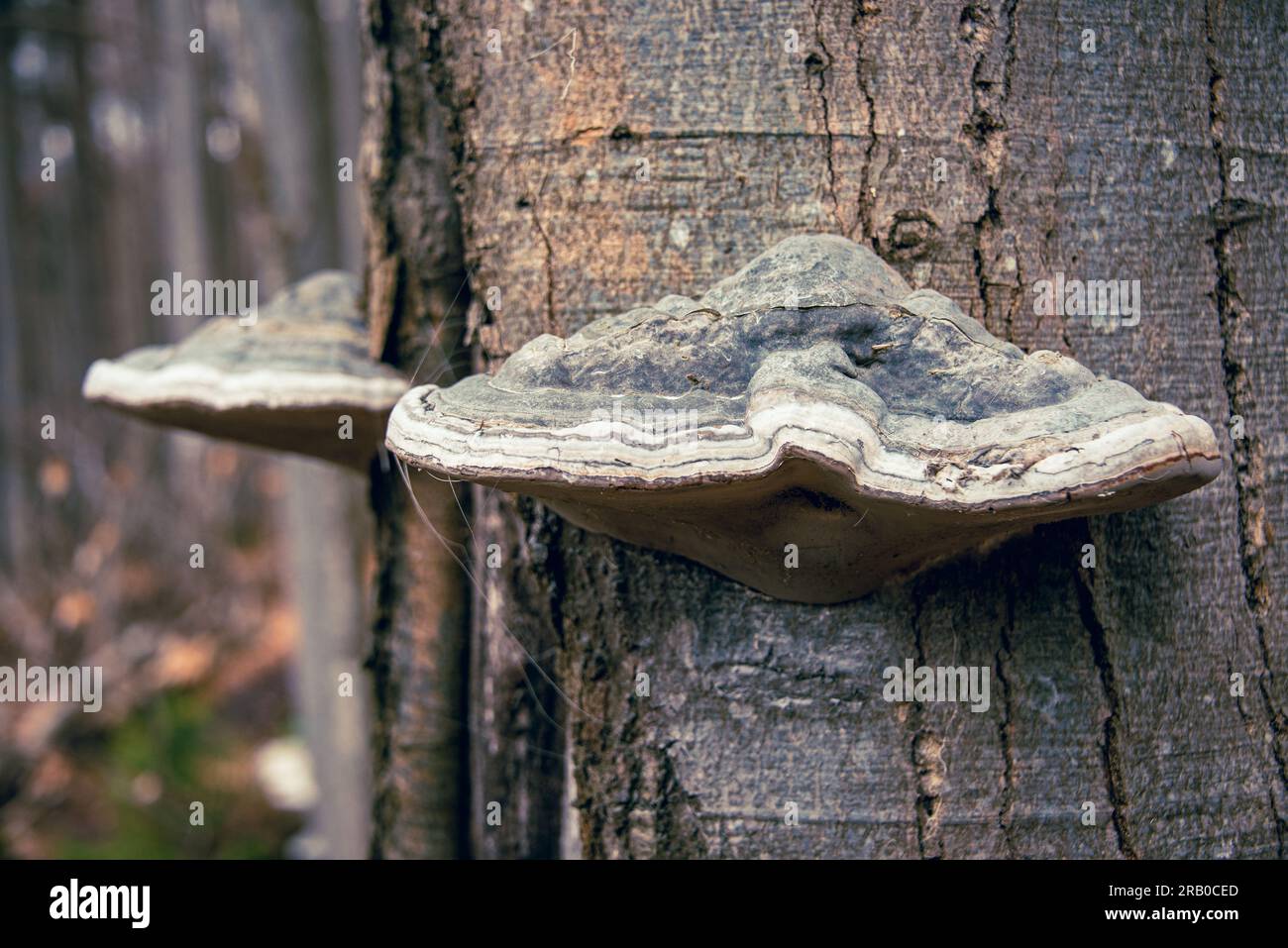 Due grandi campioni di polpori o funghi d'albero su un tronco di faggio nella regione della foresta bavarese tra il monte Rachel e Lusen Foto Stock