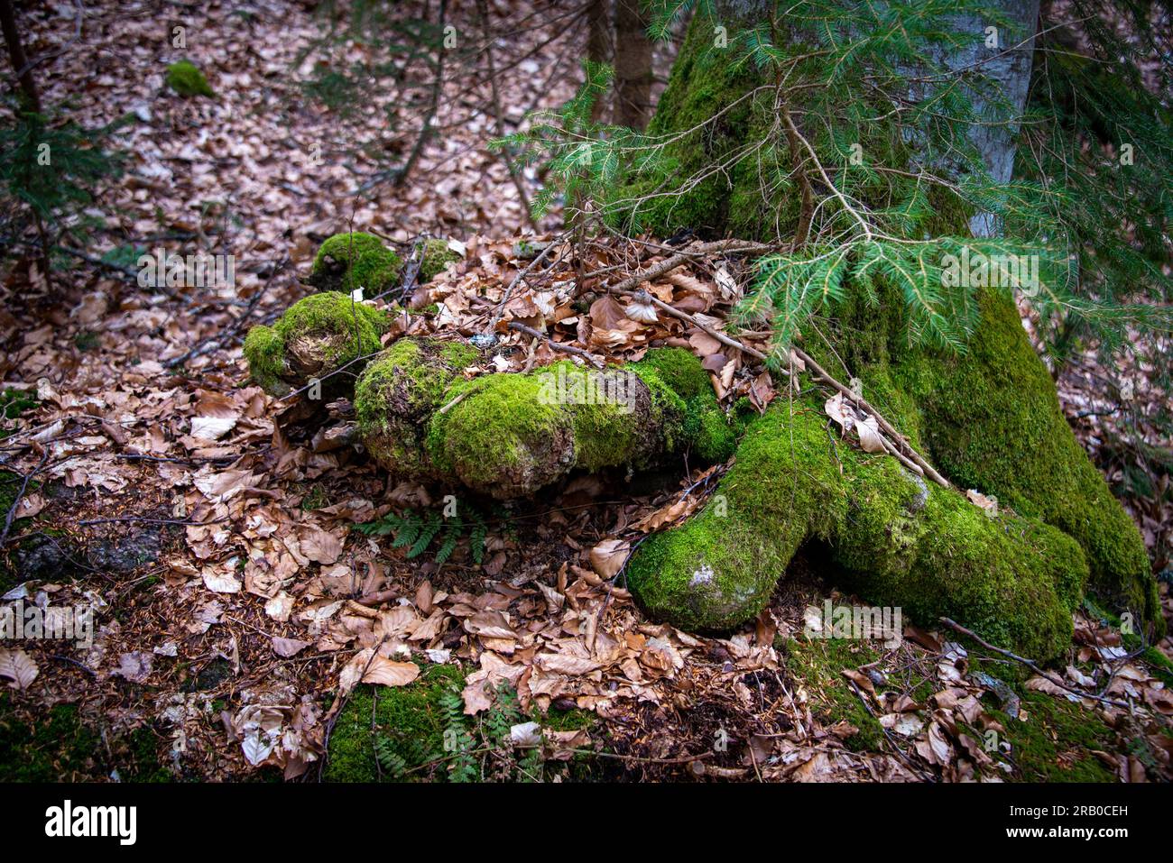 Piedi del troll. Bizzarro, le radici ricoperte di muschio di un albero che assomiglia alle dita dei piedi giganti trovate nel bosco tra il monte Rachel e Lusen. Foto Stock