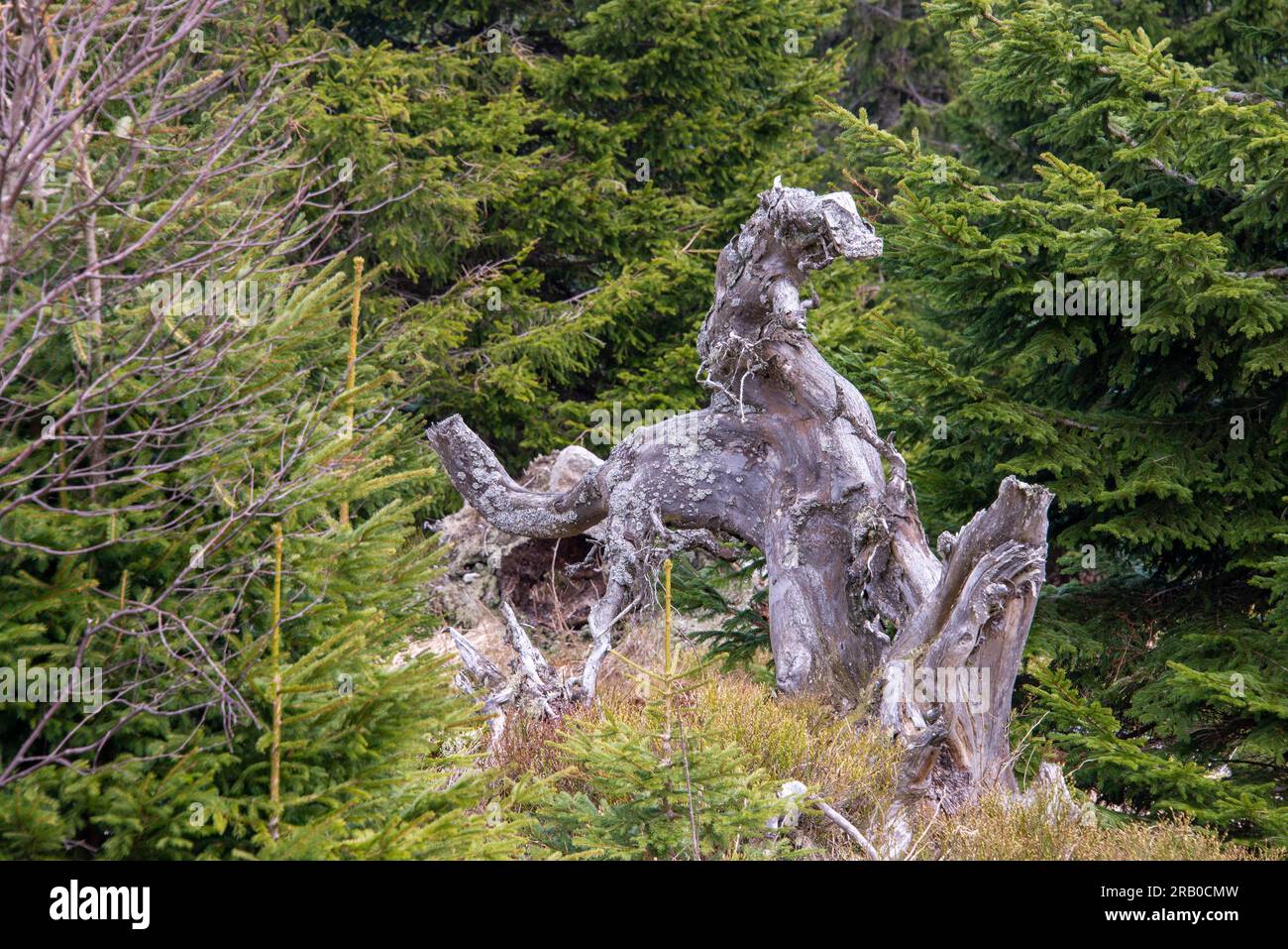 Nature sculpture tree wood immagini e fotografie stock ad alta risoluzione  - Alamy
