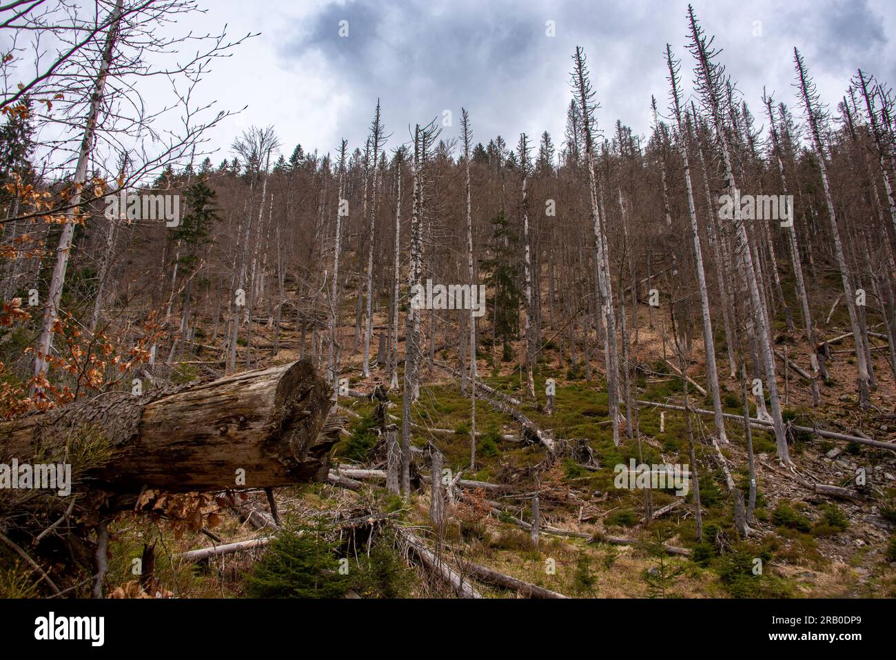 Una collina con alberi caduti dopo una tempesta invernale. Nel Parco Nazionale della Foresta Bavarese la natura è lasciata a sé e gli alberi possono marcire Foto Stock
