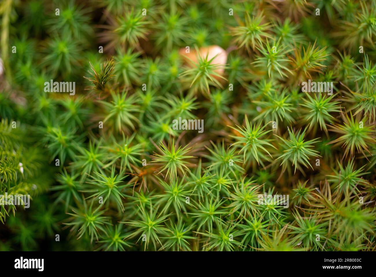 Il muschio di parrucchiere comune o comune di Polytrichum è una vista comune nelle brughiere collinari intorno a Latschensee nel Parco Nazionale della Foresta Bavarese. Foto Stock