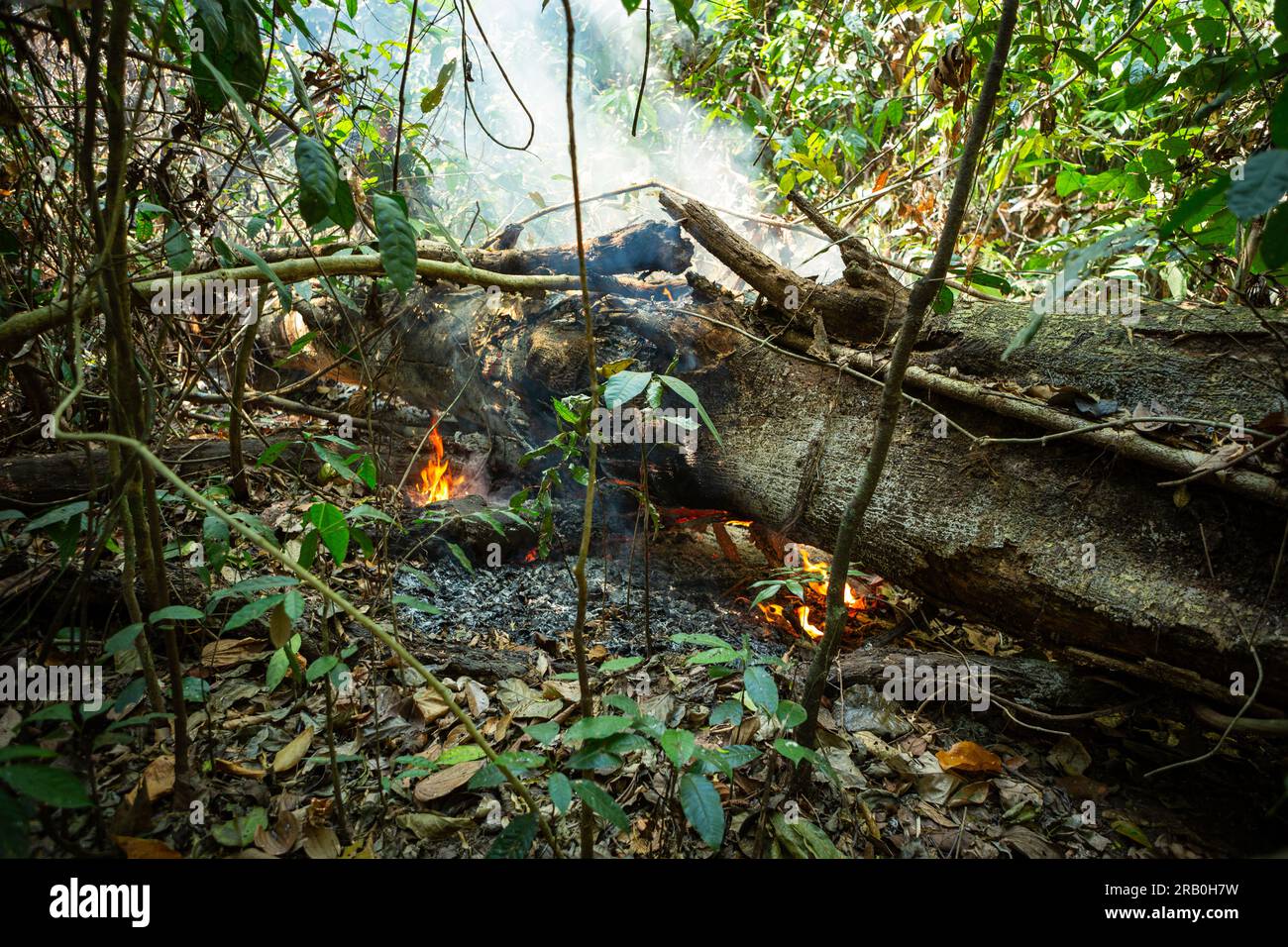 Gli alberi hanno tagliato le fiamme durante la deforestazione illegale degli incendi nella foresta pluviale amazzonica. Amazonas, Brasile. Concetto di ambiente, ecologia, cambiamento climatico, globale Foto Stock