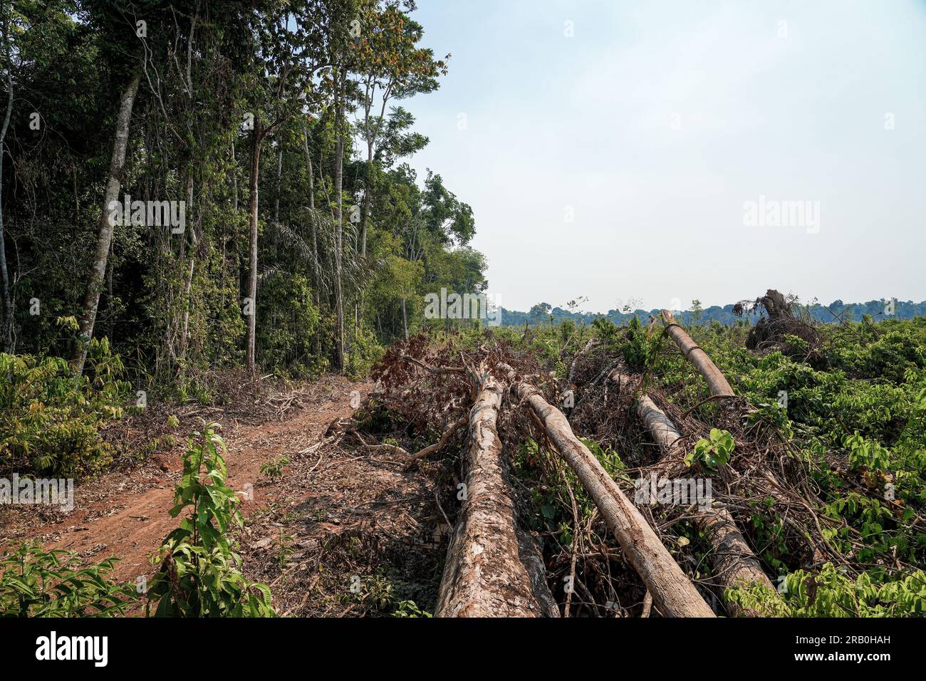 Deforestazione nella foresta pluviale amazzonica. Tronchi di alberi abbattuti da taglialegna illegali e foreste sullo sfondo. Brasile. Ecologia, ambiente, CO2. Foto Stock