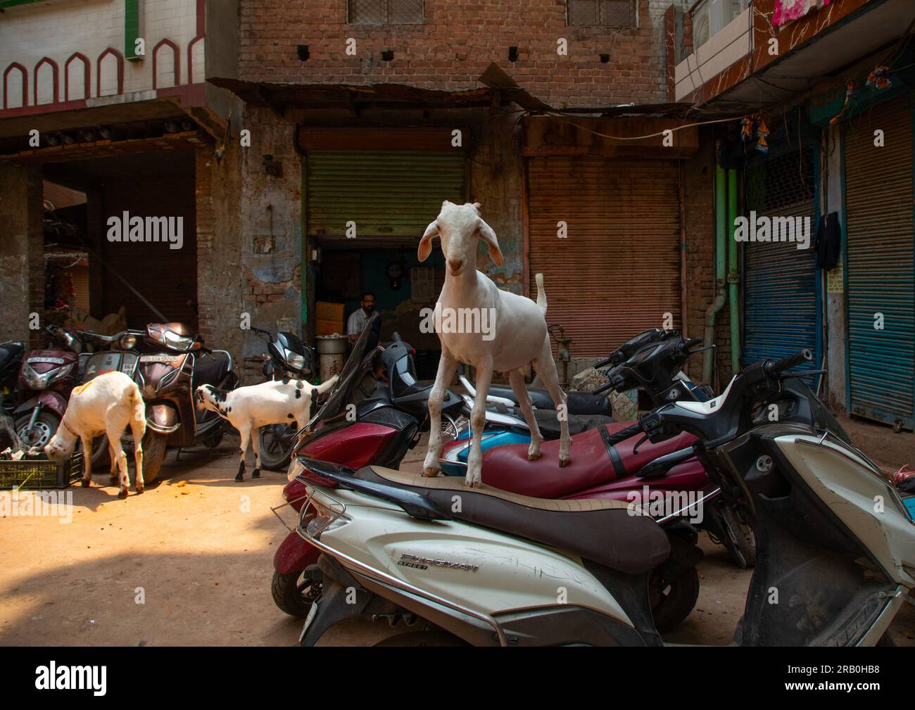 Capra in moto nella vecchia Delhi, Delhi, nuova Delhi, India Foto Stock