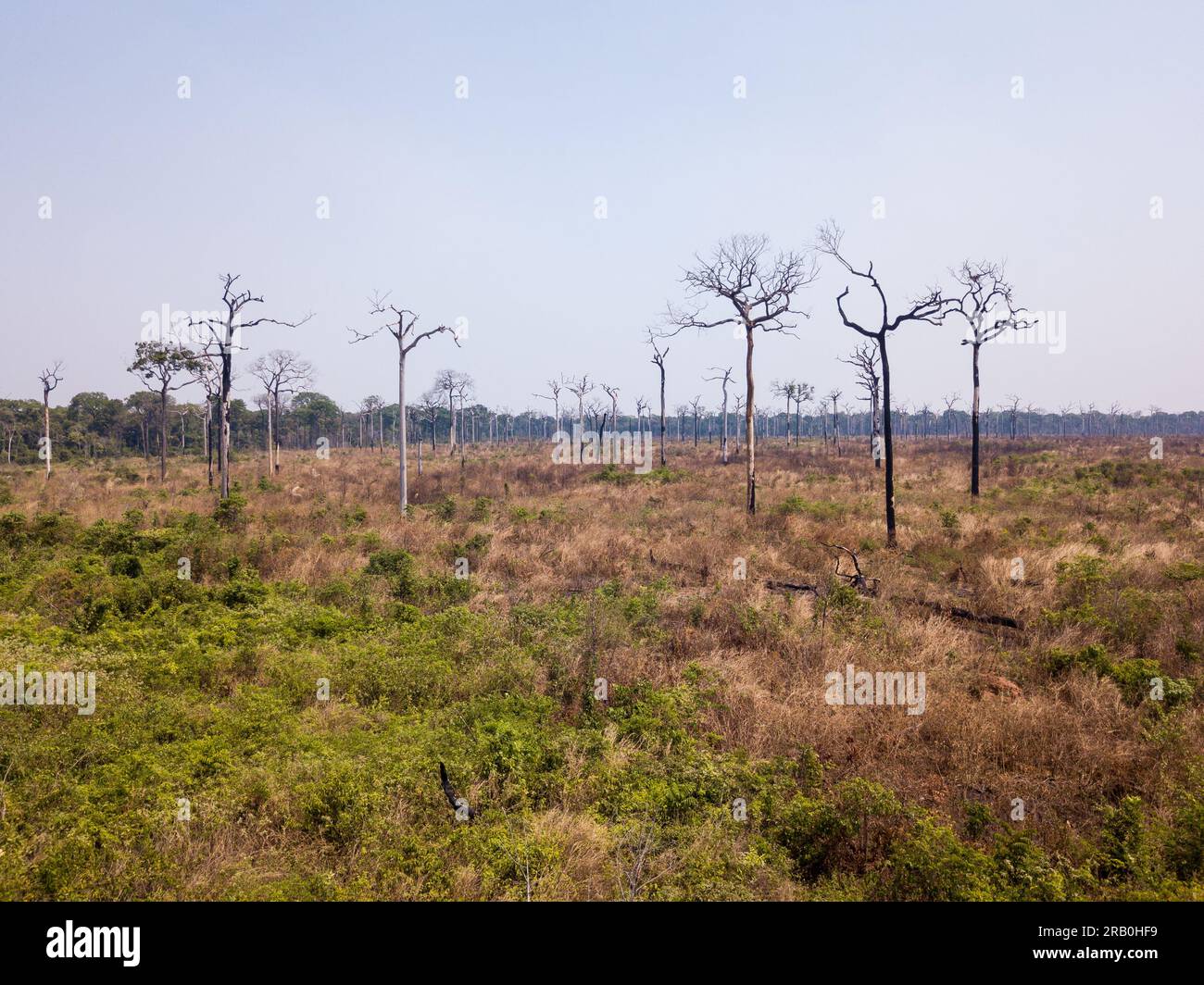 Vista aerea della deforestazione illegale nella foresta pluviale amazzonica. Alberi forestali distrutti per aprire terreni per il bestiame e l'agricoltura. Mato grosso, Brasile. Foto Stock