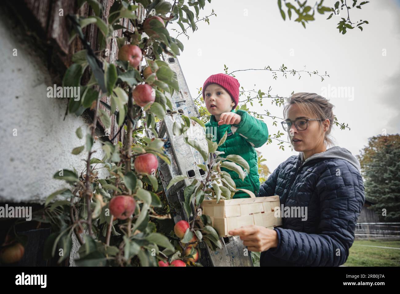 Madre e figlio che raccolgono mele Foto Stock