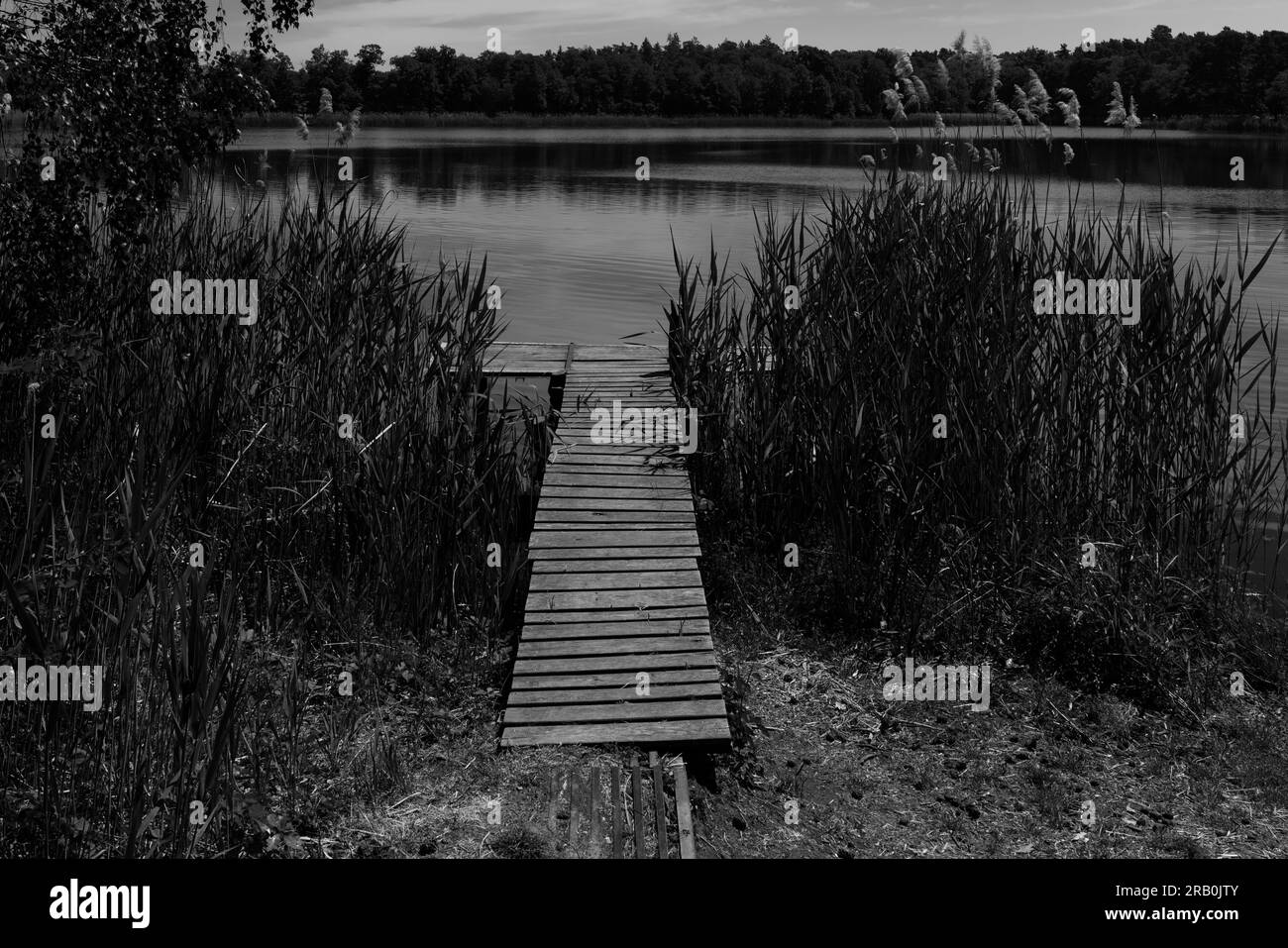 Molo di pesca tra le canne di un piccolo lago, bianco e nero Foto Stock