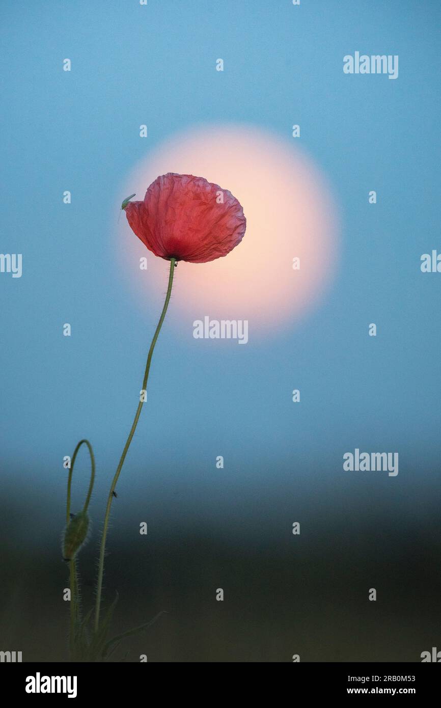 Fiore di papavero in contrasto con la luna Foto Stock