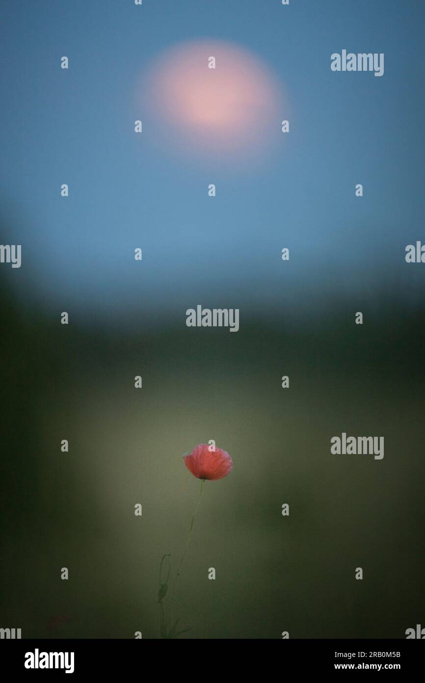 Poppy e Blood Moon Foto Stock