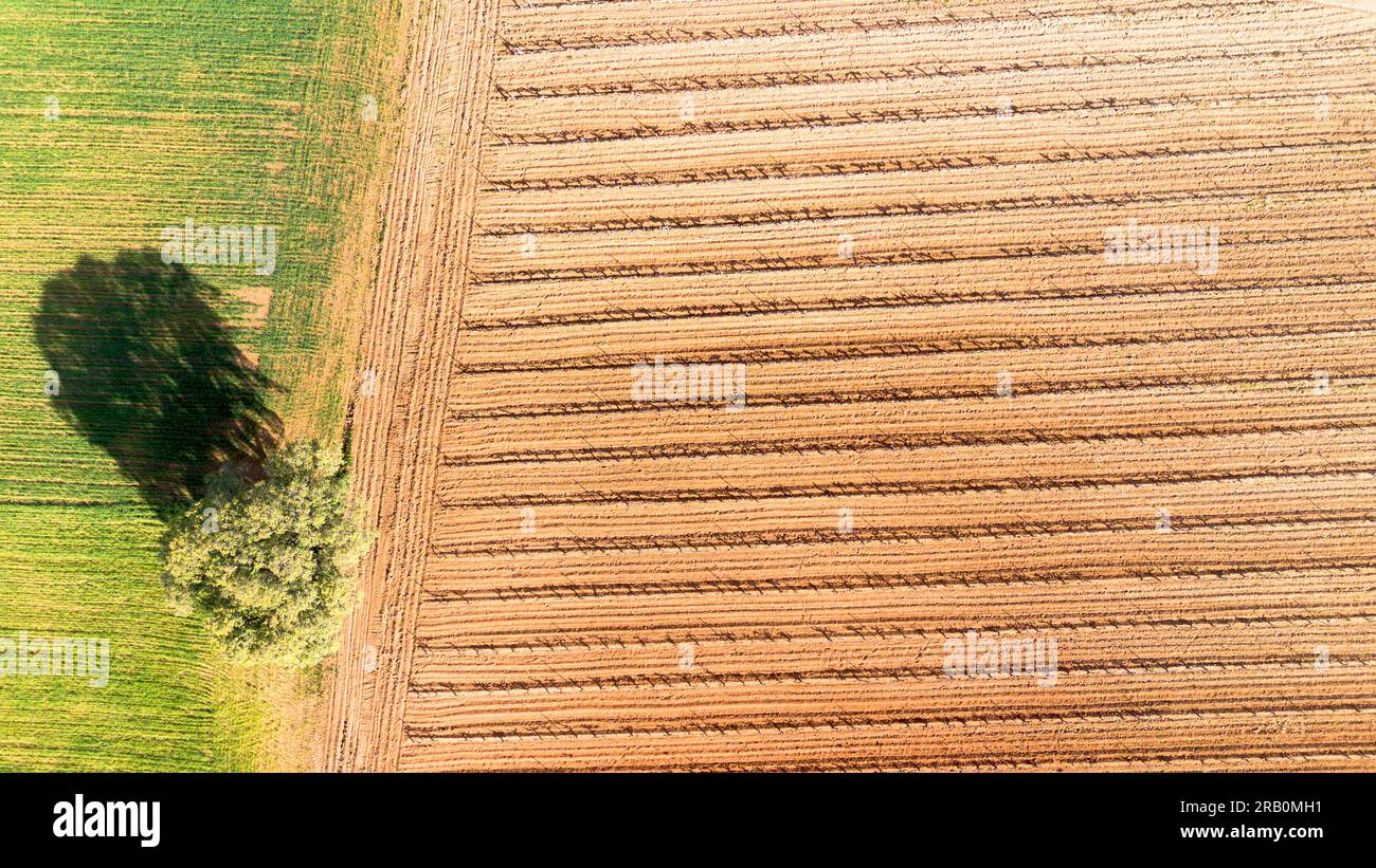 Veduta aerea dei vigneti all'inizio della primavera nella provincia di Valladolid nella zona di origine Ribera del Duero in Spagna Foto Stock