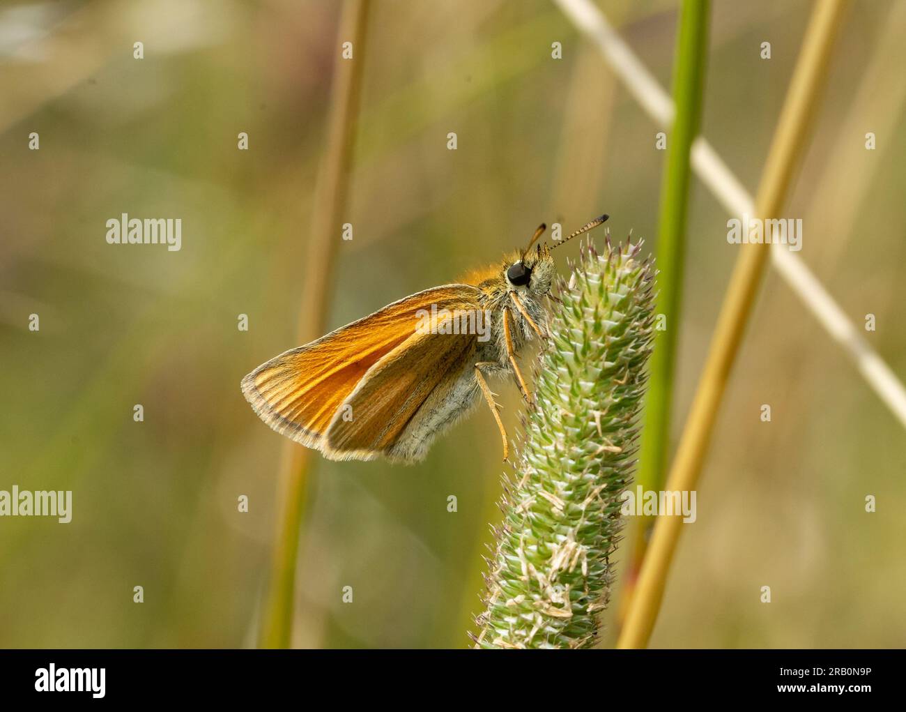 Thymelicus sylvestris Butterfly on the gras Foto Stock