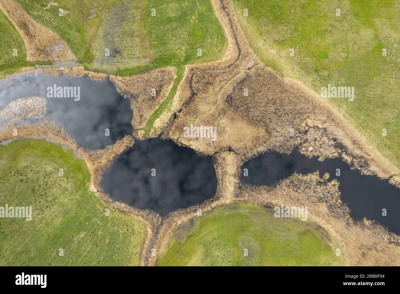 Europa, Polonia, voivodato di Podlaskie, fiume Narew a Tykocin, sorgente, acque secondarie, vecchi letti di fiumi Foto Stock