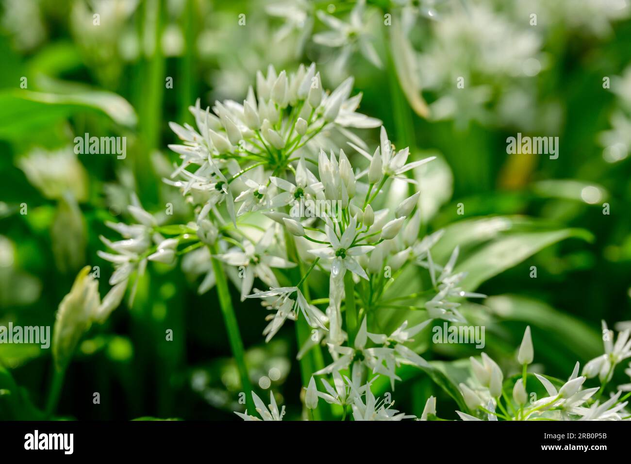 Aglio selvatico (Allium ursinum), specie vegetali del genere Allium. Foto Stock