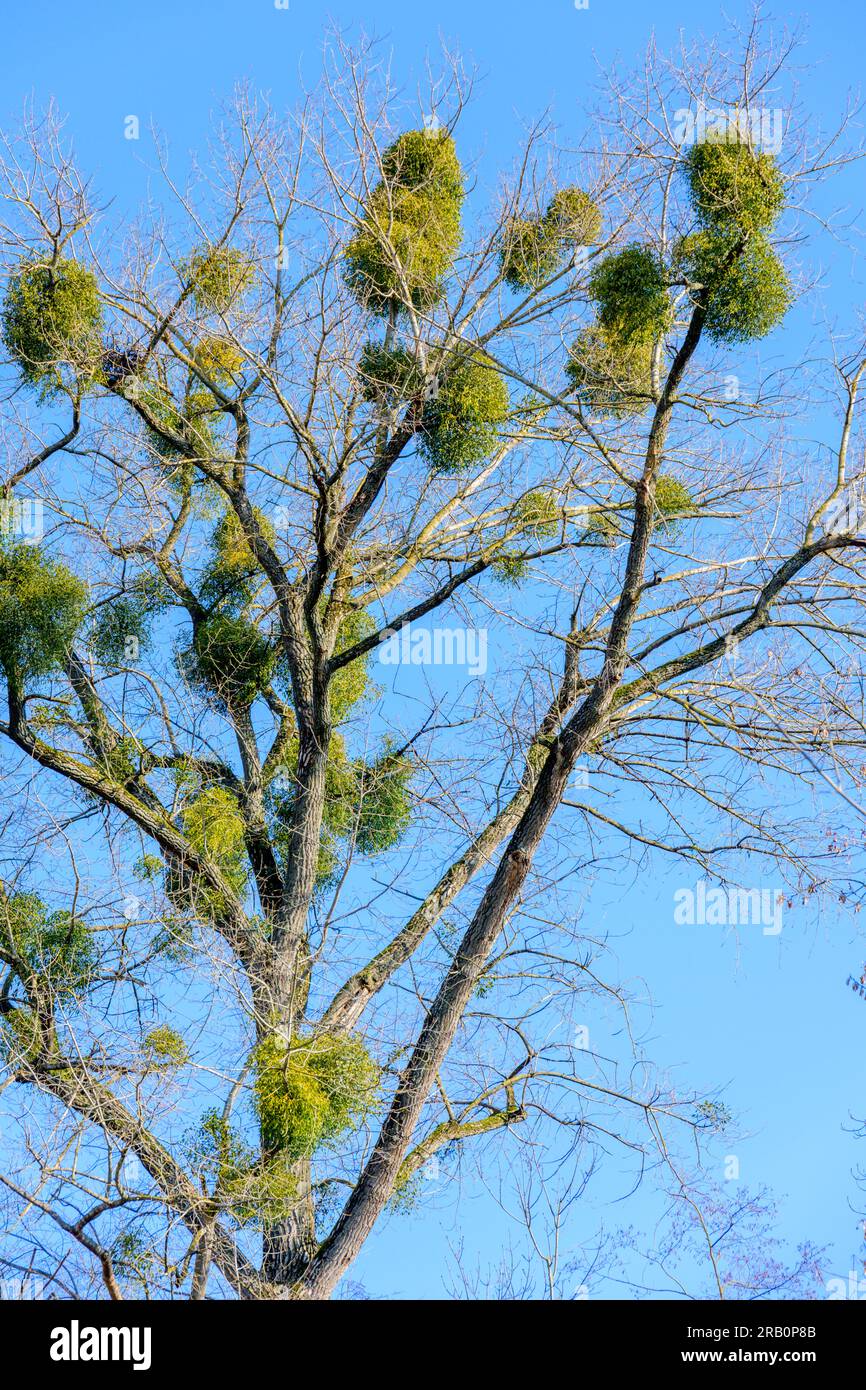 Mistletoe si ramifica in una corona d'albero. Foto Stock