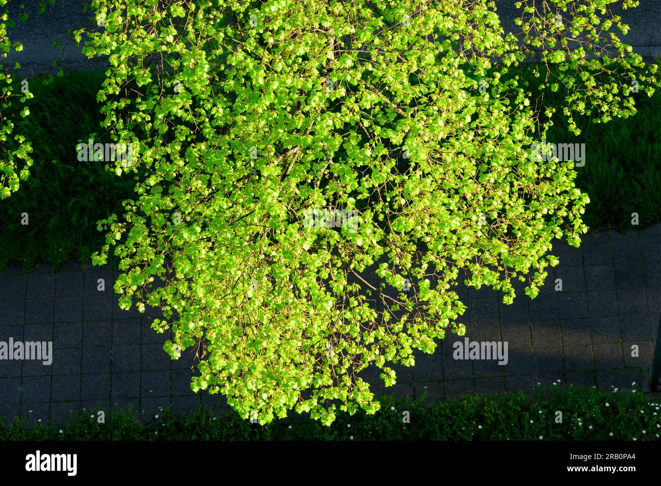 Rami con foglie fresche in primavera. Foto Stock