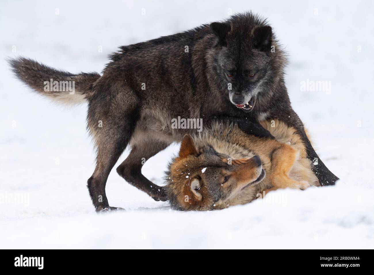 Due Timberwolves (Canis lupus lycaon) nella neve, Germania Foto Stock