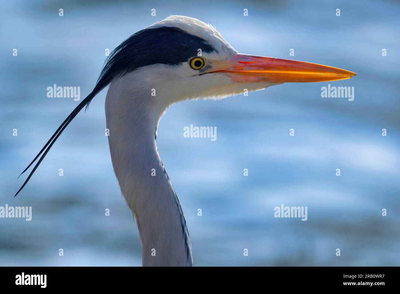 Airone grigio (Ardea cinerea), ritratto animale, in acqua, Stoccarda, Baden-Württemberg, Germania Foto Stock