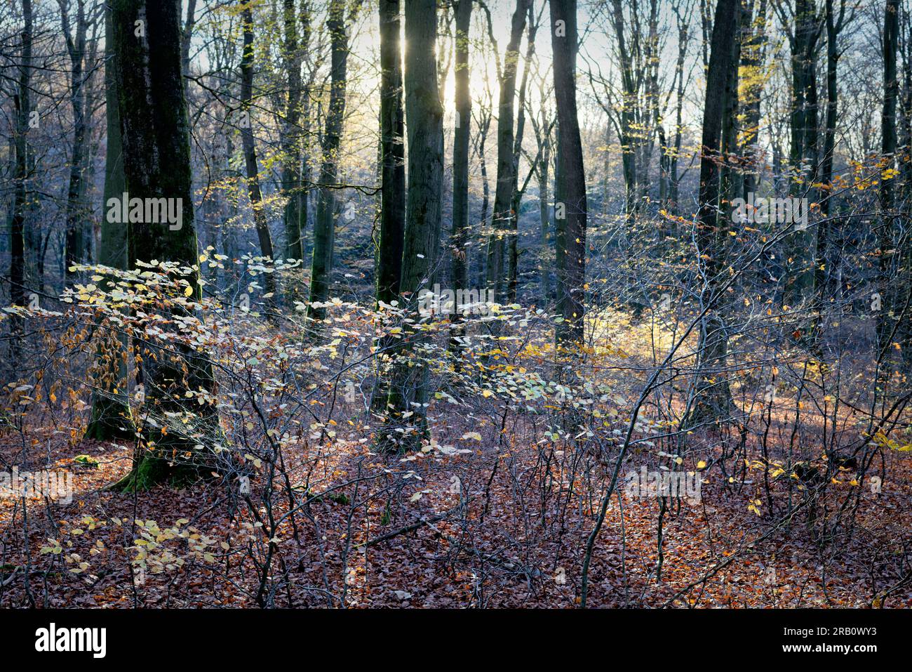 Europa, Germania, Renania-Palatinato, Hümmel, foresta, Area forestale, alberi, faggeta, faggi, Fagus, alberi antichi, forme degli alberi, mistico, autunno, atmosfera, tramonto, retroilluminazione, nessuno, silenzio, nessuna gente Foto Stock