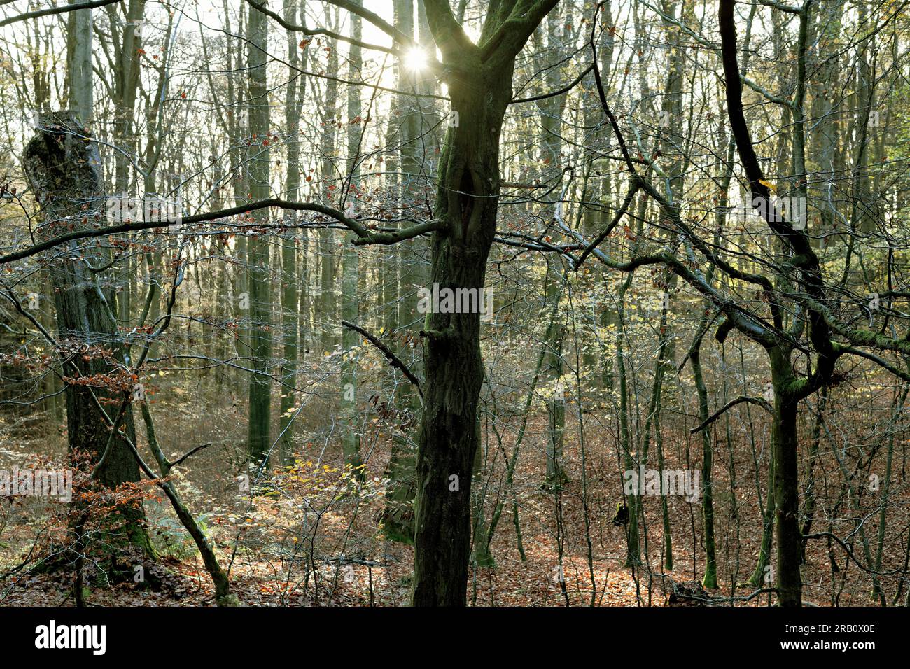 Europa, Germania, Renania-Palatinato, Hümmel, foresta, Area forestale, alberi, faggeta, faggi, Fagus, alberi antichi, forme degli alberi, mistico, autunno, atmosfera, tramonto, retroilluminazione, nessuno, silenzio, nessuna gente Foto Stock