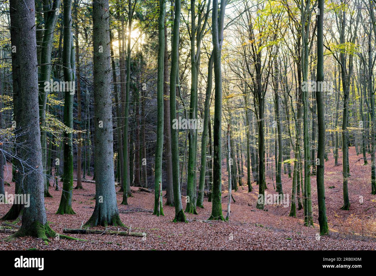 Europa, Germania, Renania-Palatinato, Hümmel, foresta, Area forestale, alberi, faggeta, faggi, Fagus, alberi antichi, forme degli alberi, mistico, autunno, atmosfera, tramonto, retroilluminazione, nessuno, silenzio, nessuna gente Foto Stock