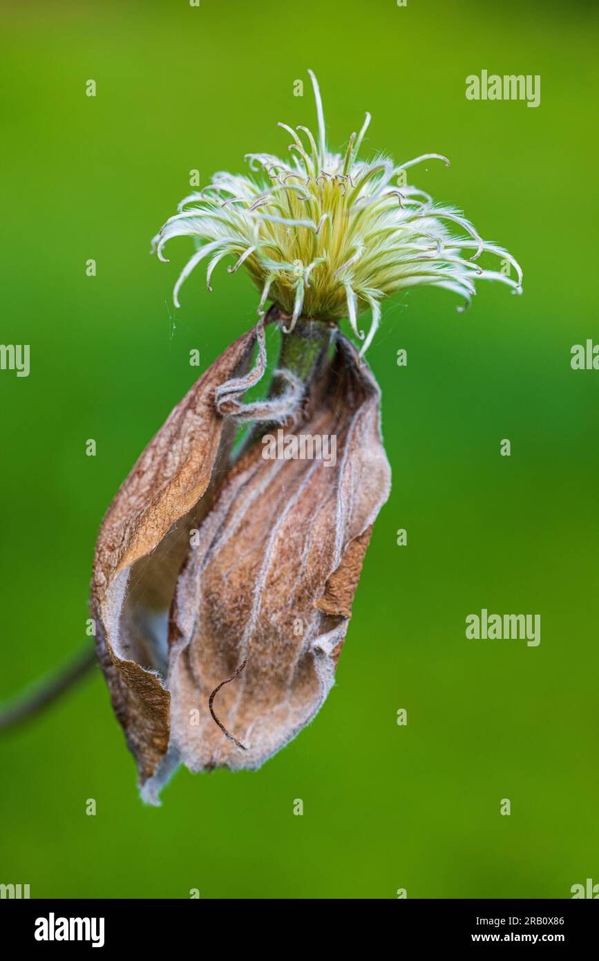 pianta sbiadita, clematis, sfondo verde, simbolo, bellezza in decadimento Foto Stock