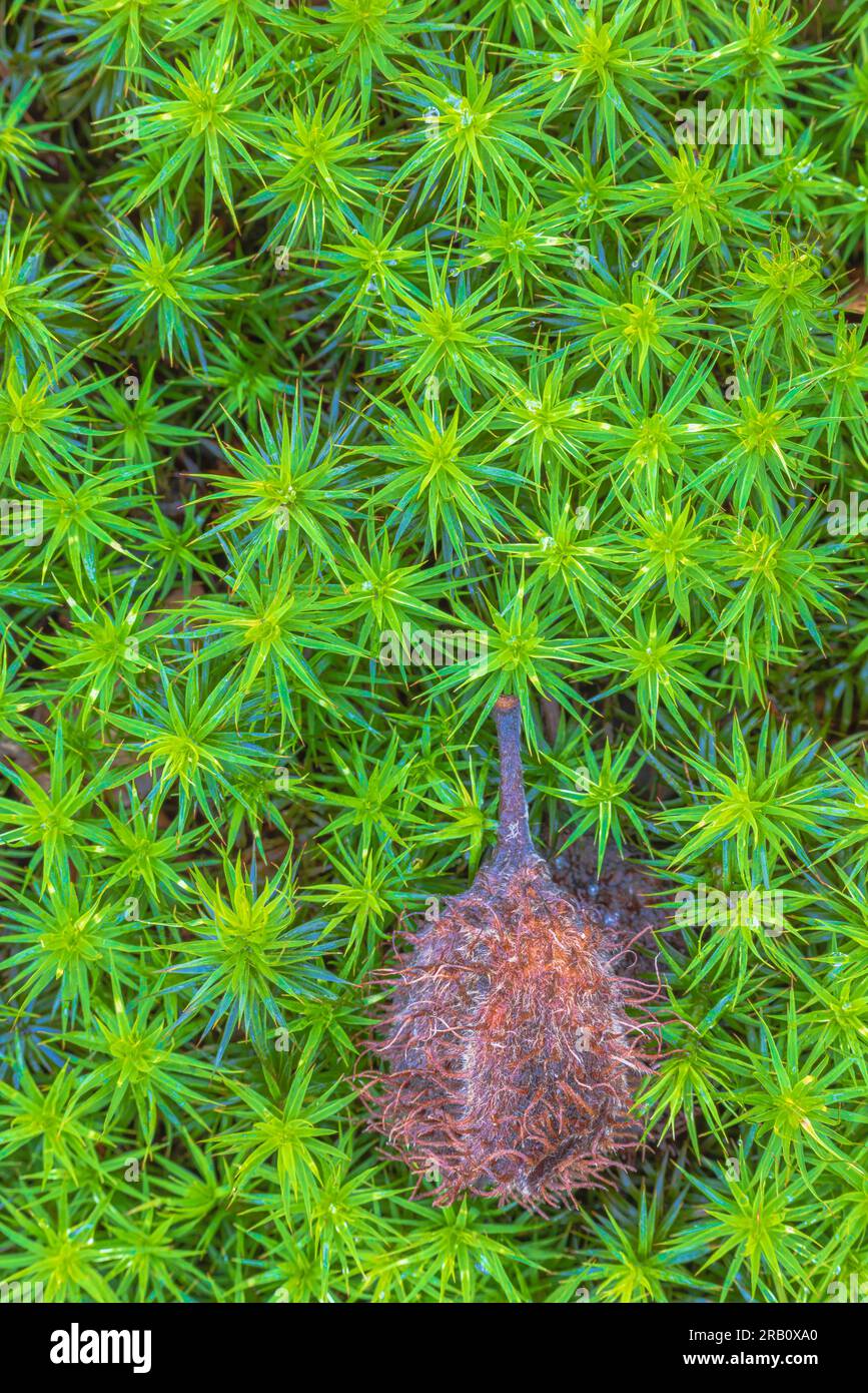 Primo piano di muschio, natura morta nella foresta, immagine di sfondo, copertura di faggio Foto Stock