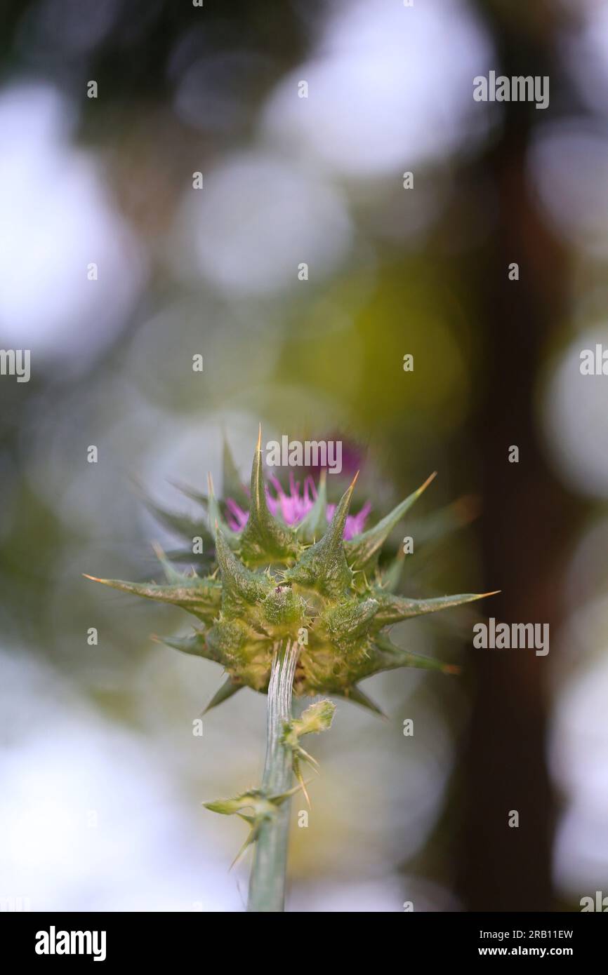 Cardo (Silybum marianum) Foto Stock