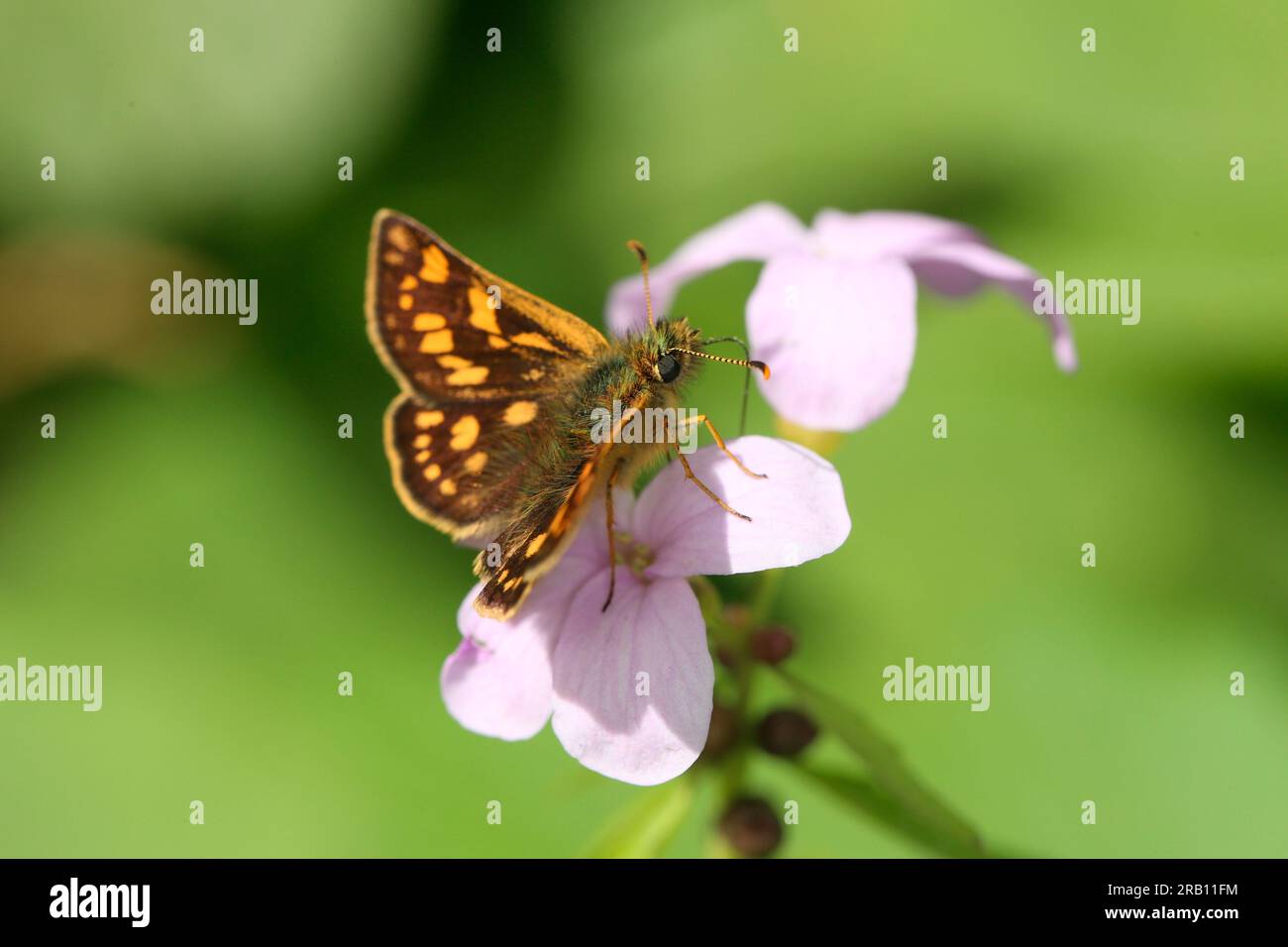 Skipper a scacchi (Carterocephalus palaemon) su cresca di corallo (Cardamine bulbifera) Foto Stock