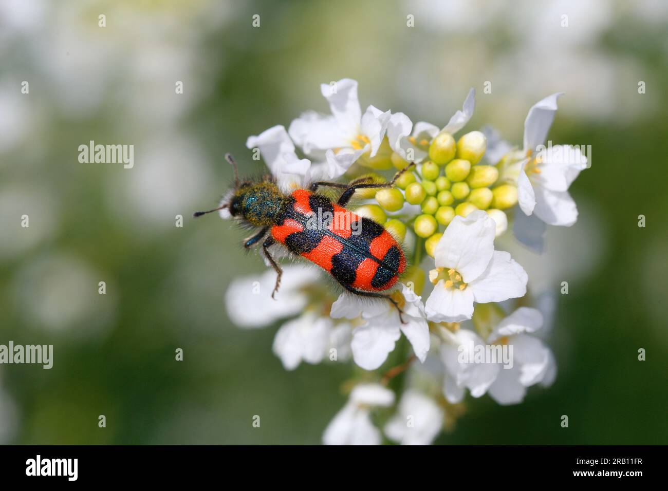 Scarabeo d'ape (Trichodes alvearius) su fiore di rafano (Armoracia rusticana) Foto Stock