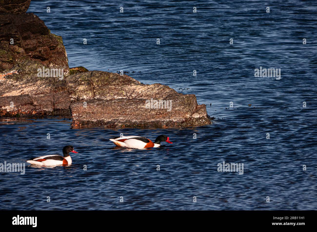 Shelducks, Bølshavn, Isola di Bornholm, Danimarca Foto Stock