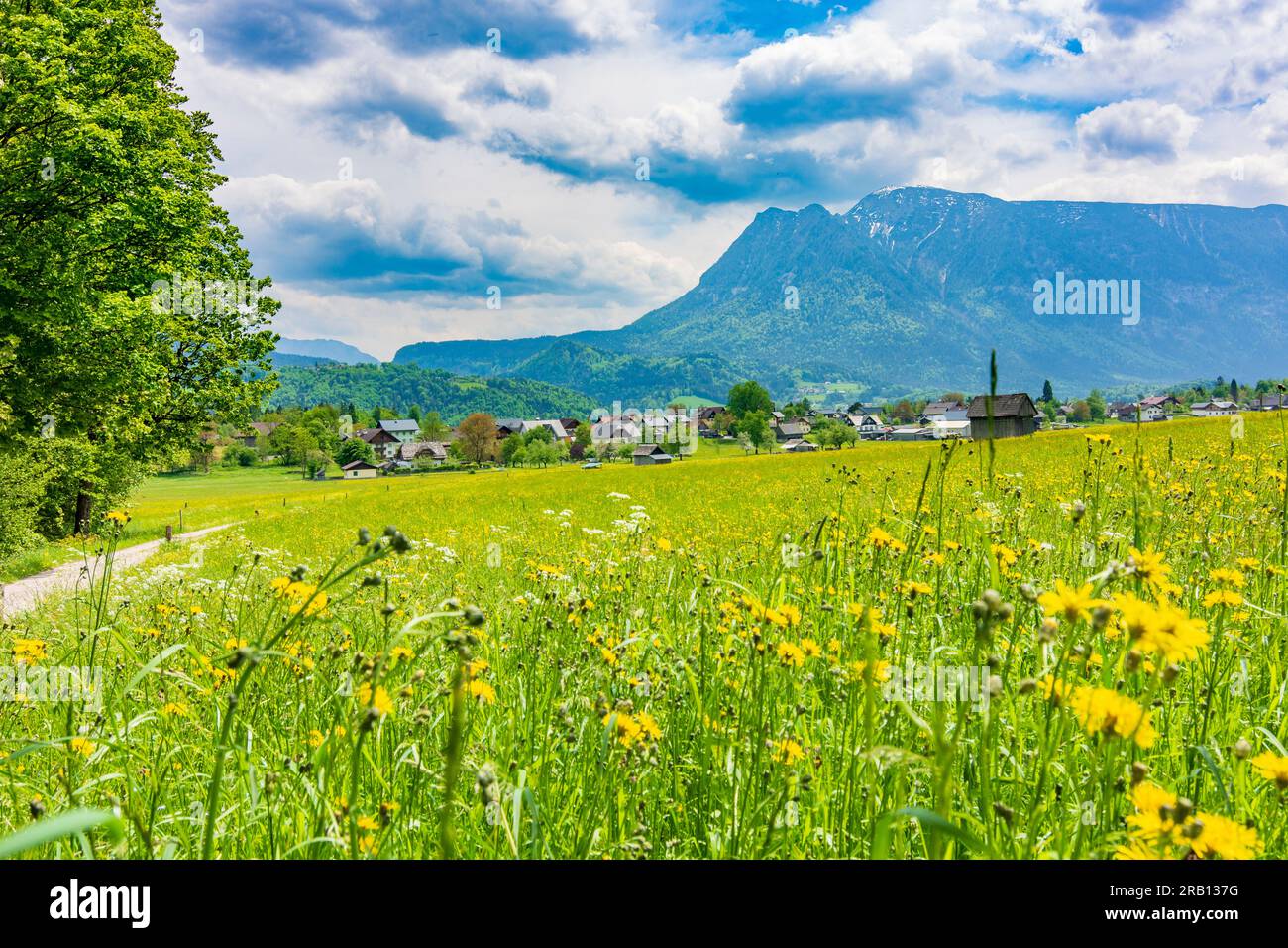 Bad Goisern am Hallstättersee, prato fiorito, montagna Hoher Sarstein a Salzkammergut, alta Austria, Austria Foto Stock