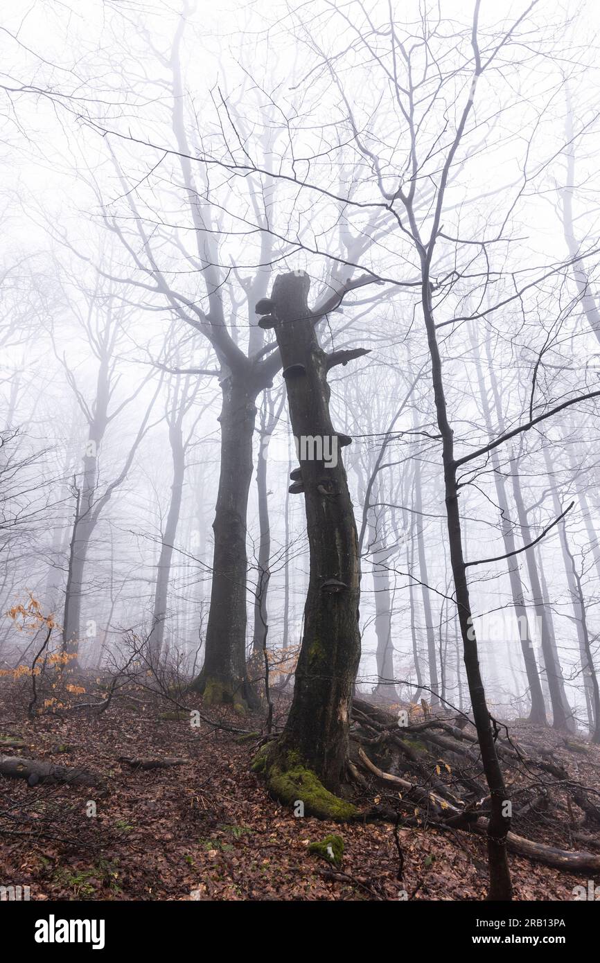 Europa, Polonia, piccola Polonia, sentiero di montagna per Lackowa a Low Beskids Foto Stock