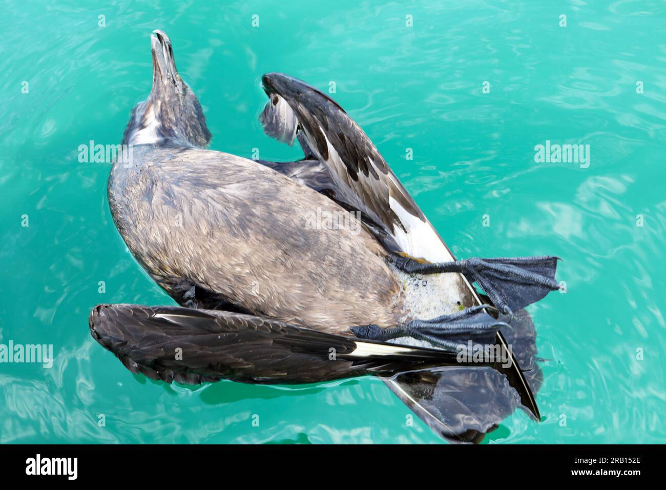 Dead Skua, una vittima dell'influenza degli uccelli, Skuafloating sul mare vicino all'isola di Mull Foto Stock