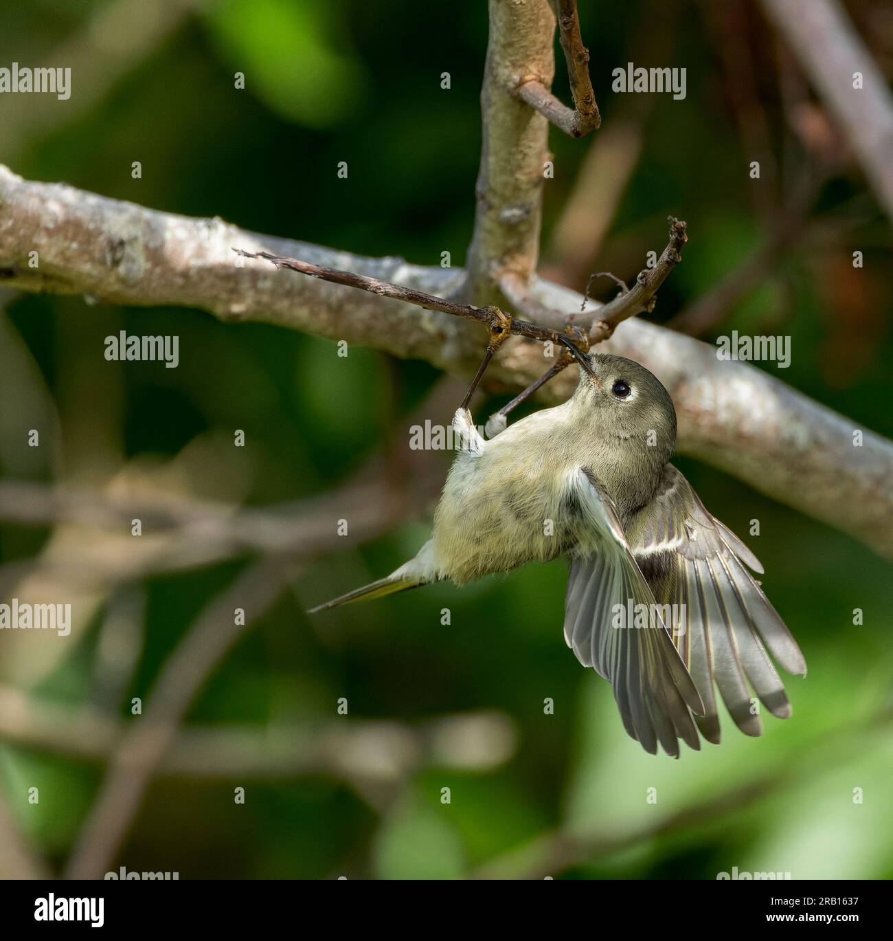 Kinglet, Regulus calendula, incoronato in rubino, sulle Bermuda, durante la migrazione autunnale. Foto Stock