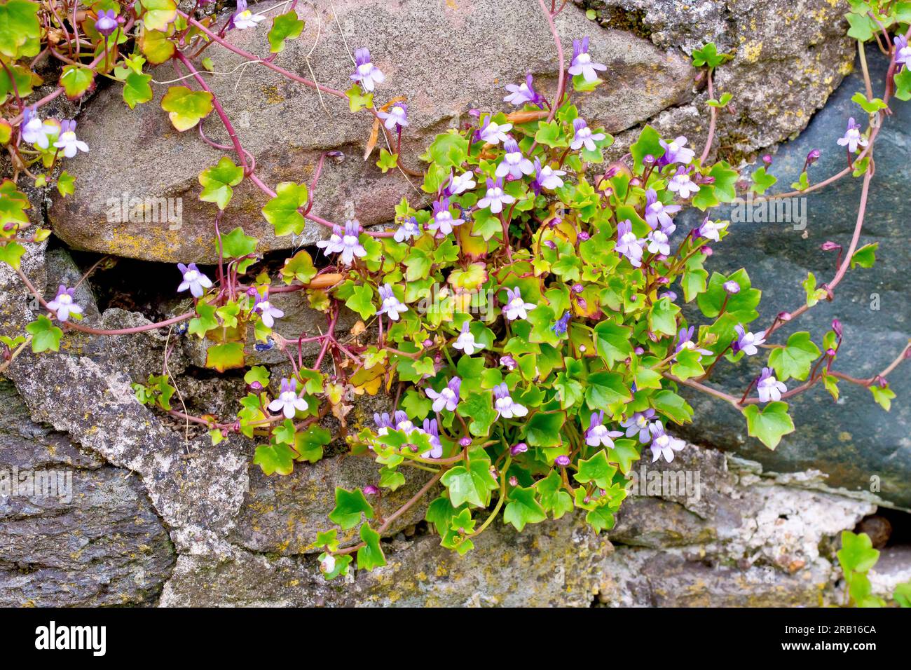 Toadflax (cymbalaria muralis) con foglie d'edera, primo piano di una stretta massa di foglie, fiori e steli che crescono da una vecchia parete. Foto Stock
