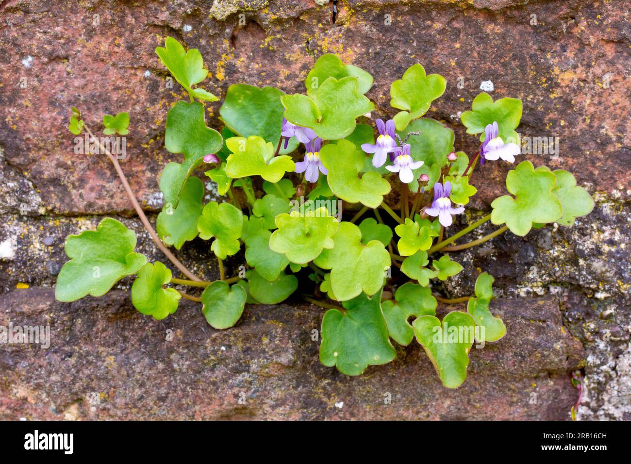 Toadflax (cymbalaria muralis) con foglie di edera, primo piano di un piccolo gruppo di foglie e fiori che crescono da una vecchia parete. Foto Stock