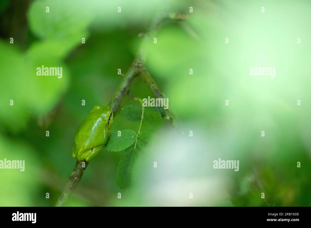Raganella (Hyla arborea) Foto Stock
