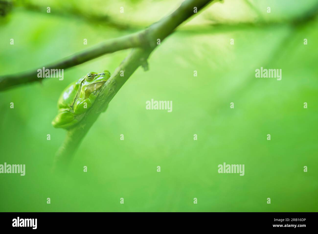 Raganella (Hyla arborea) Foto Stock