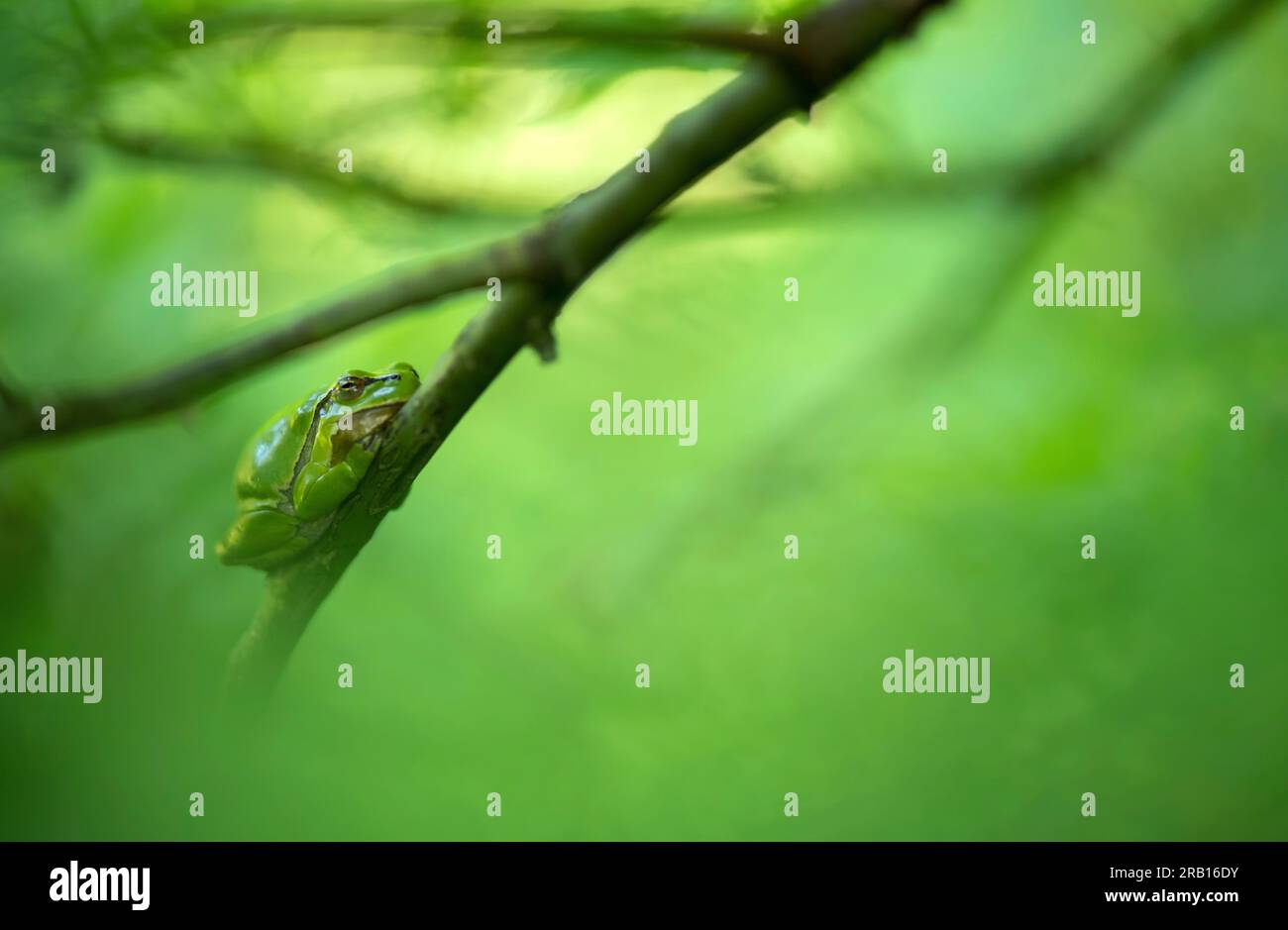 Raganella (Hyla arborea) Foto Stock
