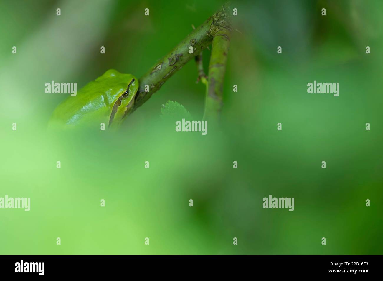 Raganella (Hyla arborea) Foto Stock