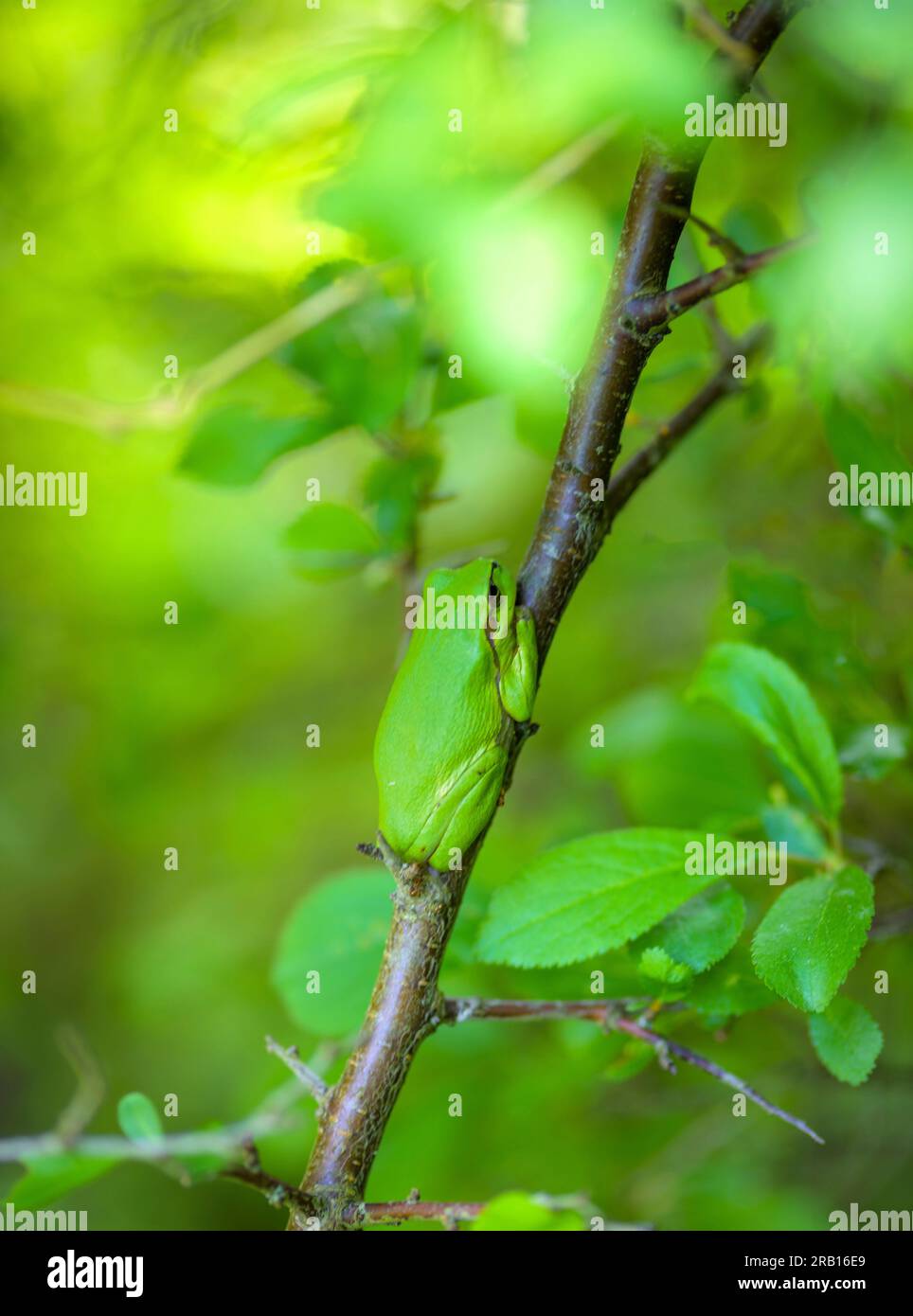 Raganella (Hyla arborea) Foto Stock